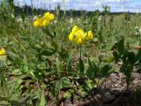 Lathyrus pratensis