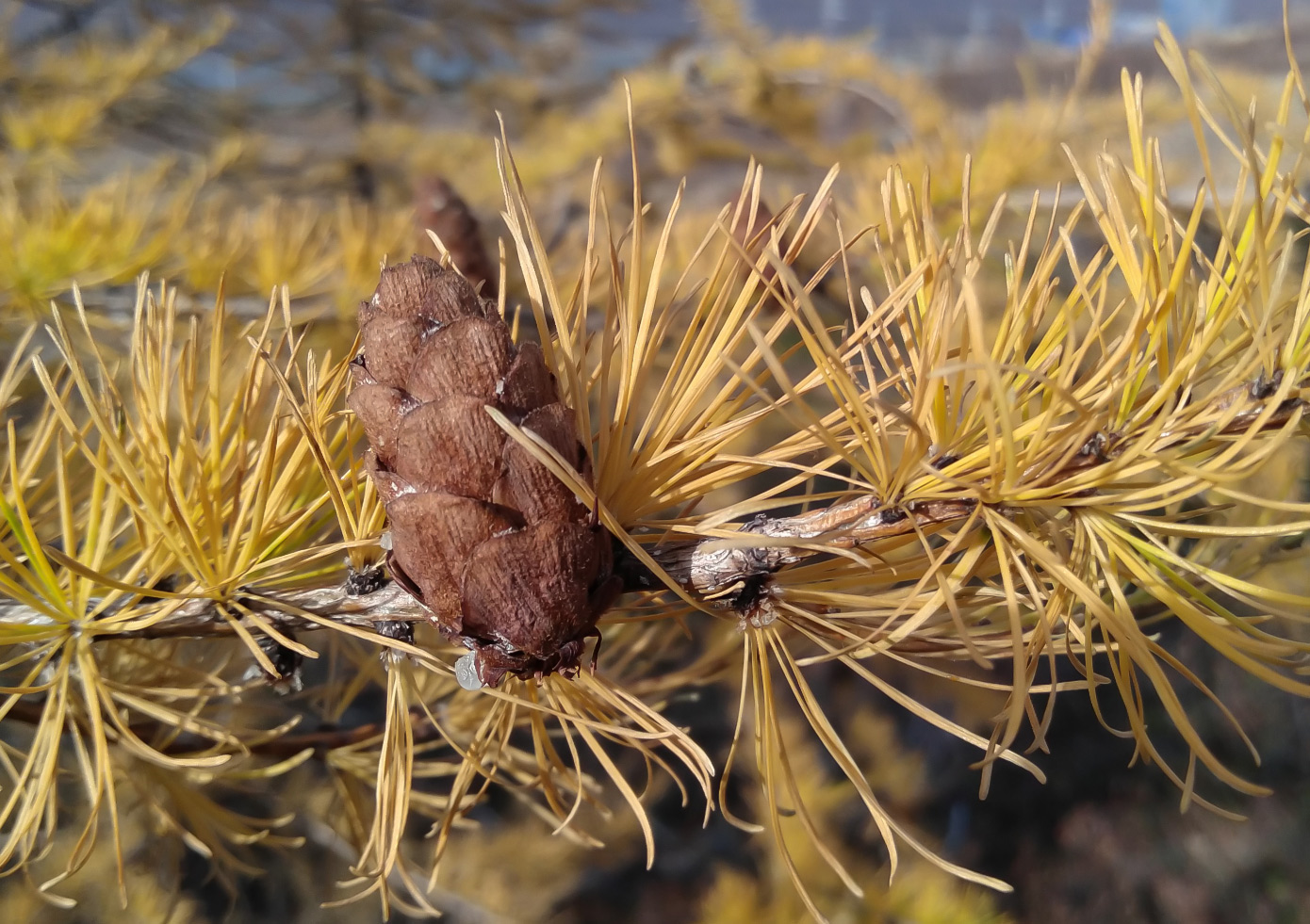 Изображение особи Larix sibirica.