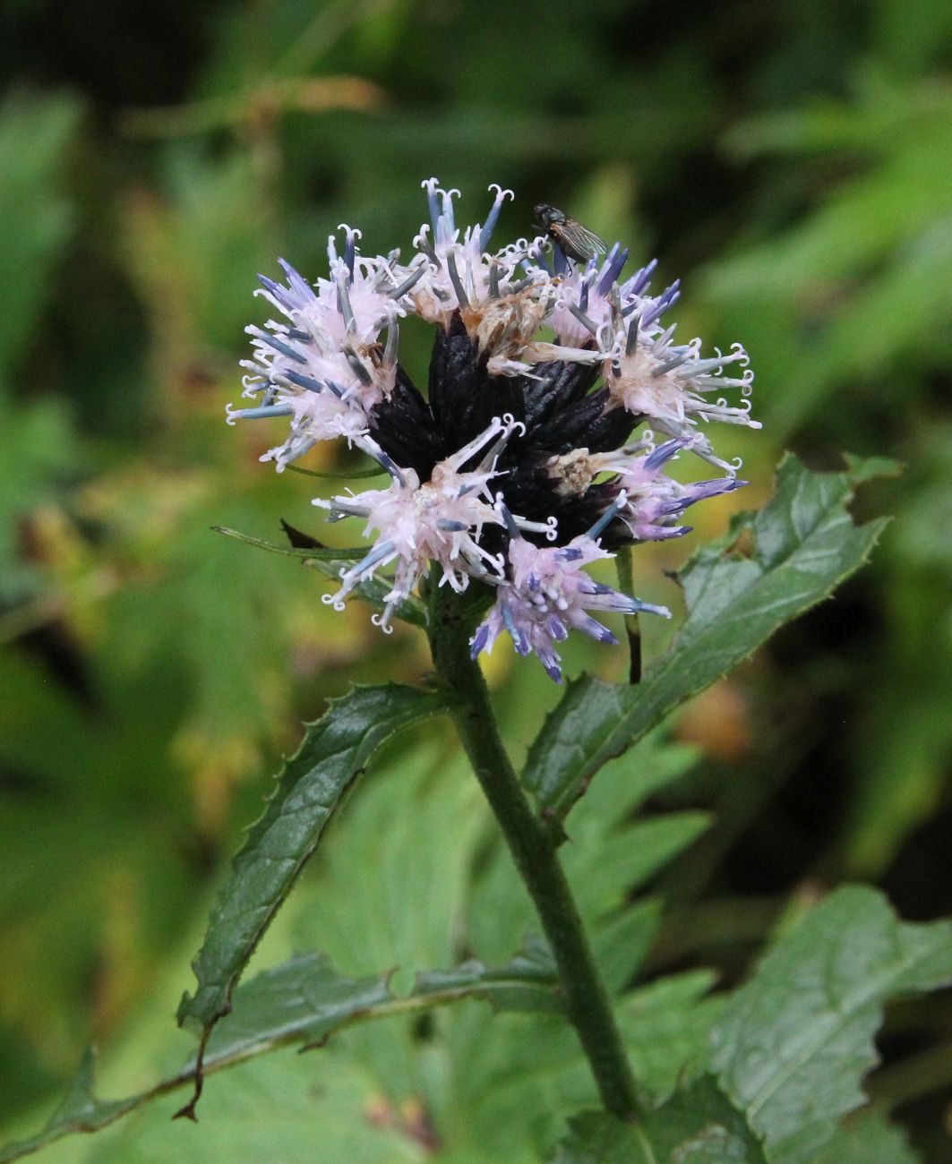 Image of genus Saussurea specimen.