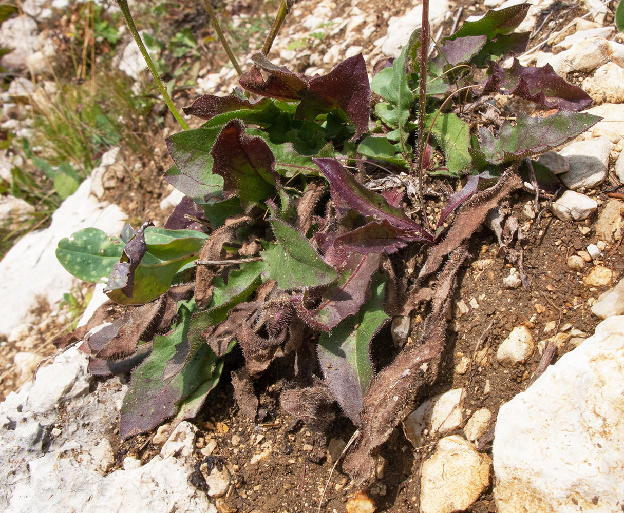 Image of Leontodon caucasicus specimen.