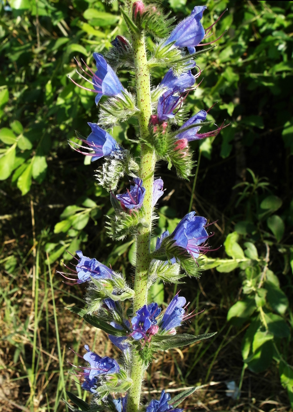 Image of Echium vulgare specimen.