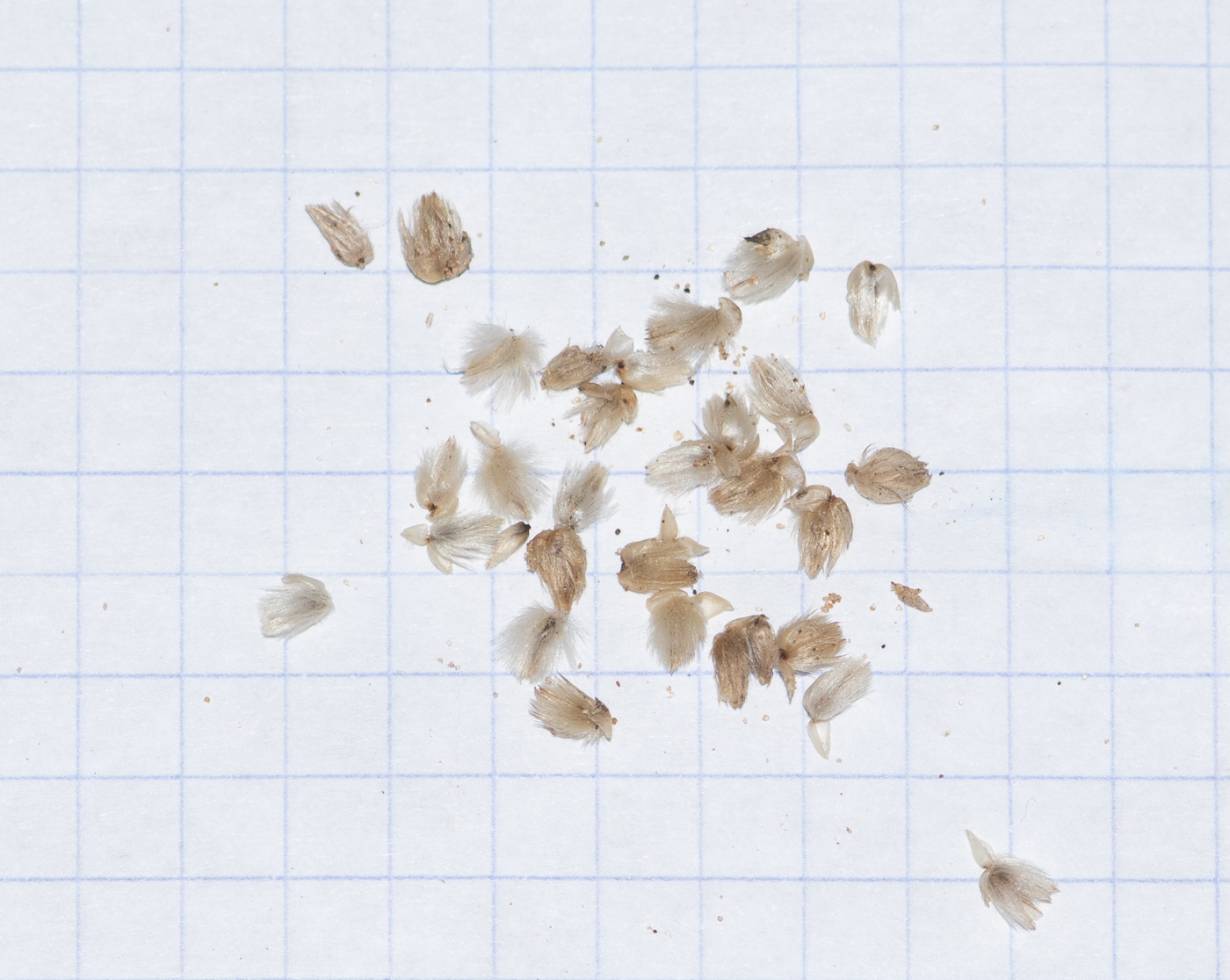 Image of Arthraerua leubnitziae specimen.