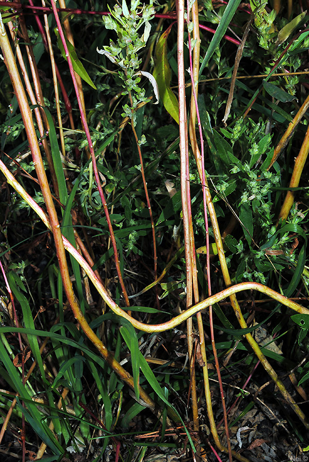 Image of Axyris amaranthoides specimen.