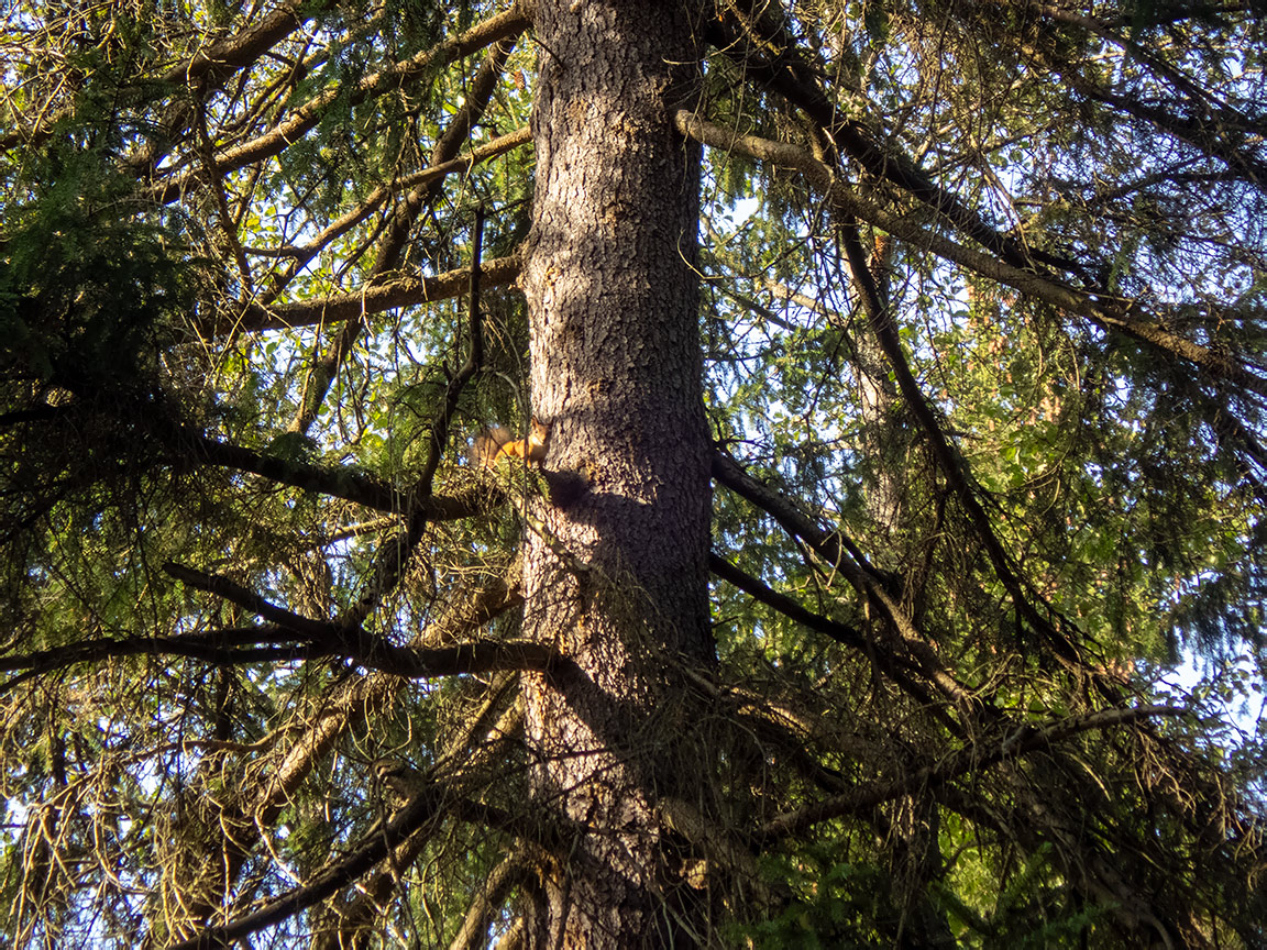 Image of Picea abies specimen.