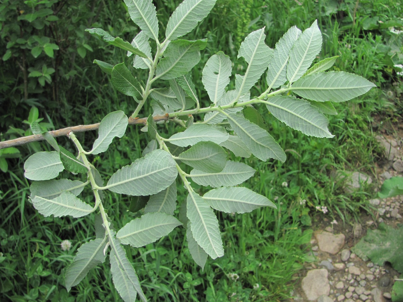 Image of Salix pseudomedemii specimen.