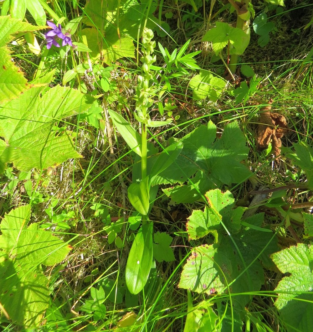 Изображение особи семейство Orchidaceae.