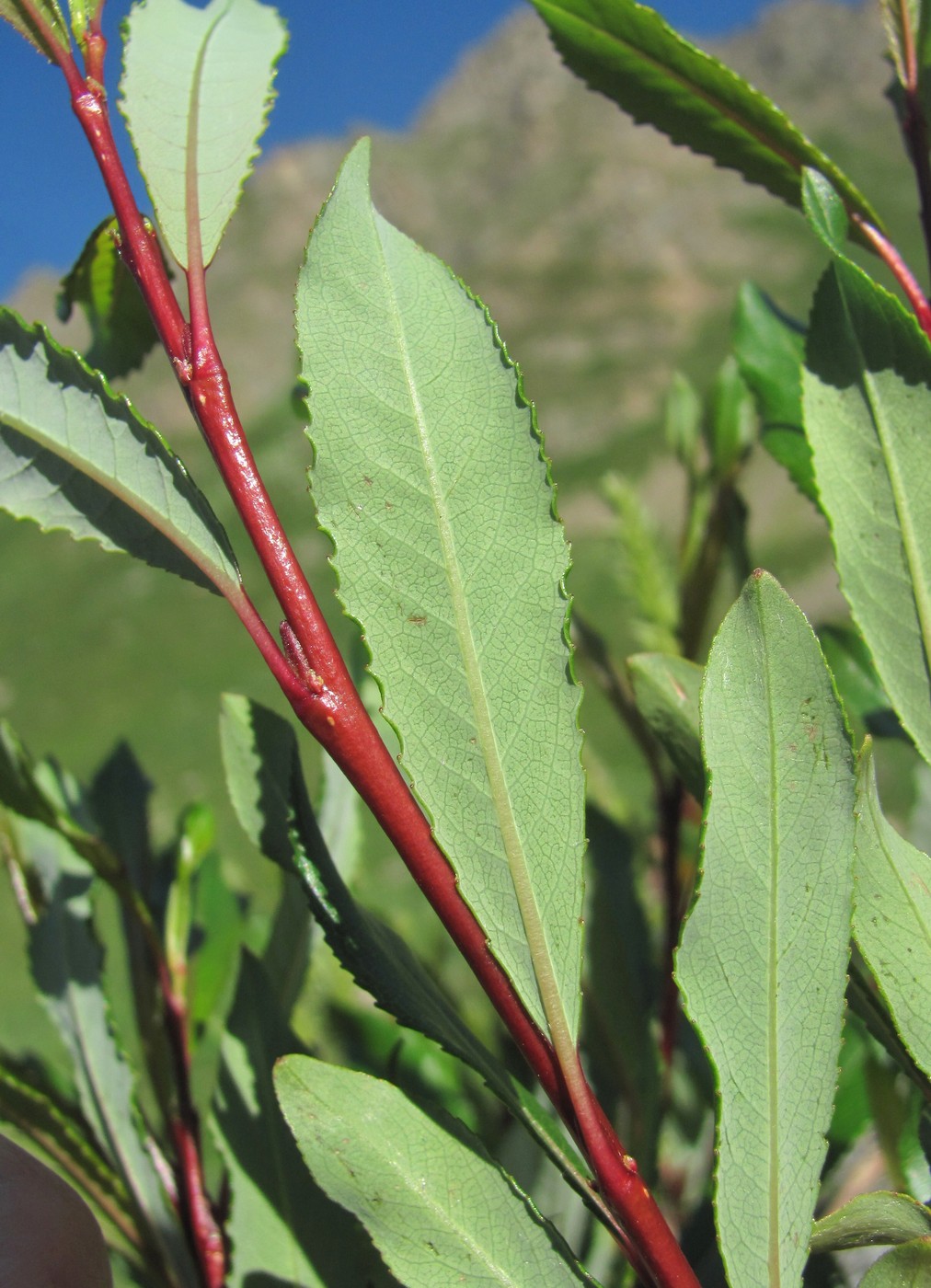 Изображение особи Salix kazbekensis.