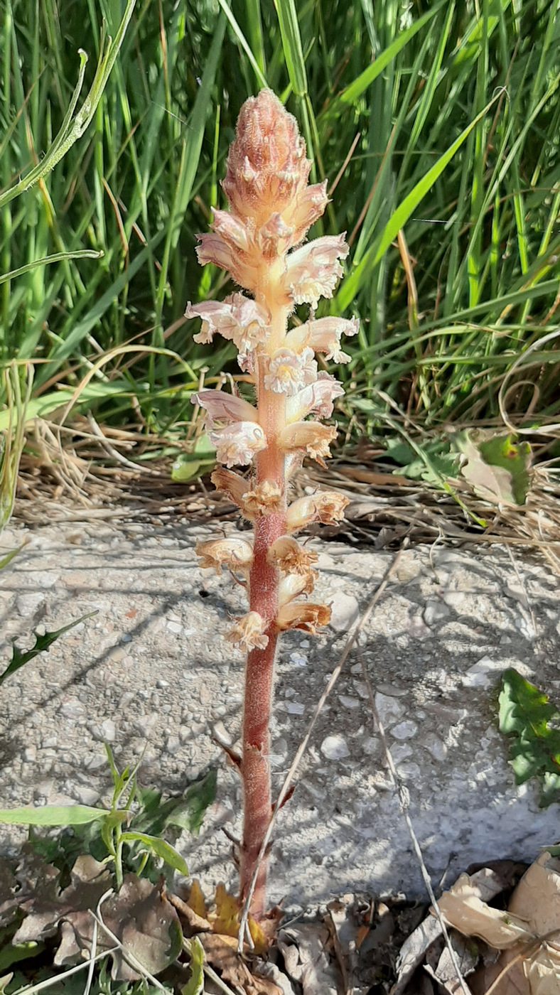 Image of Orobanche minor specimen.