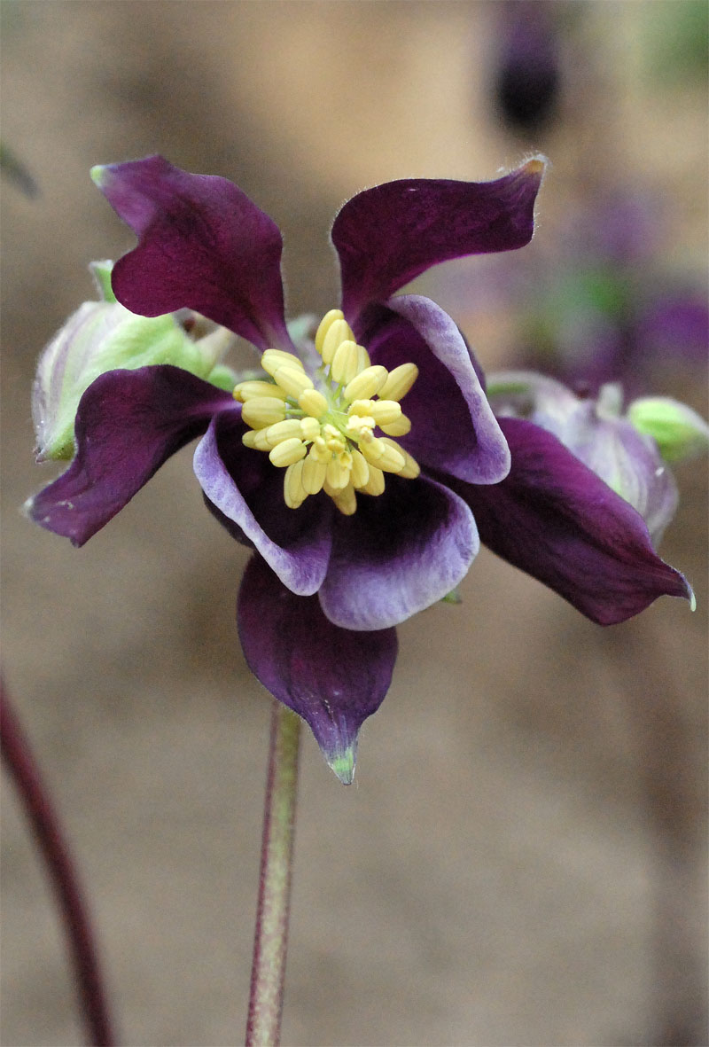 Image of Aquilegia vulgaris specimen.