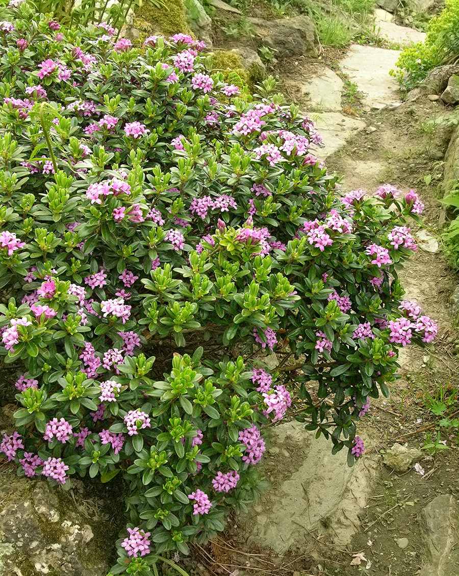 Image of Daphne circassica specimen.