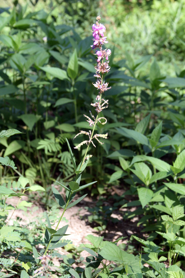 Изображение особи род Desmodium.