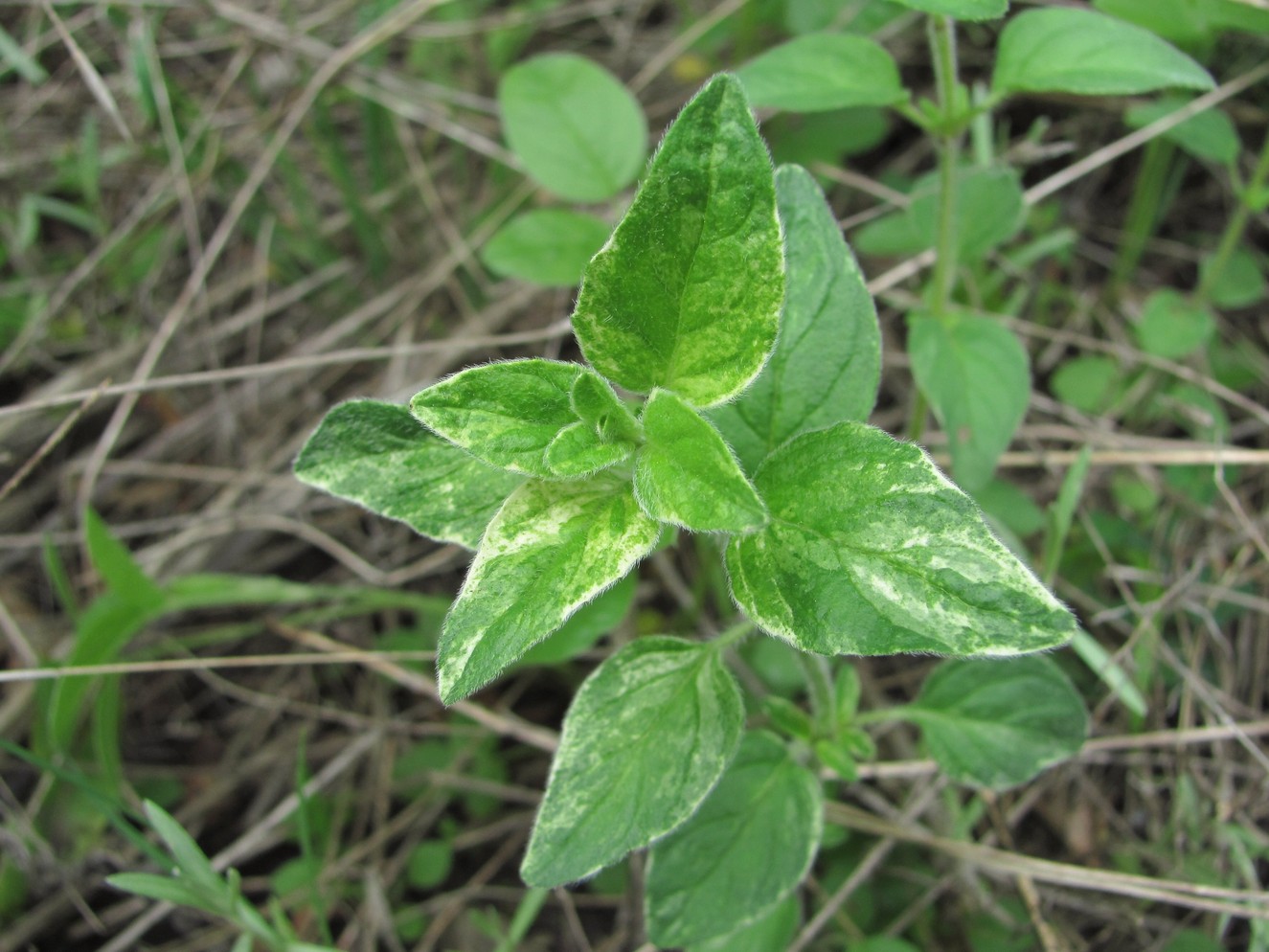 Image of Clinopodium vulgare specimen.