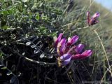 Astragalus vesicarius var. albidus