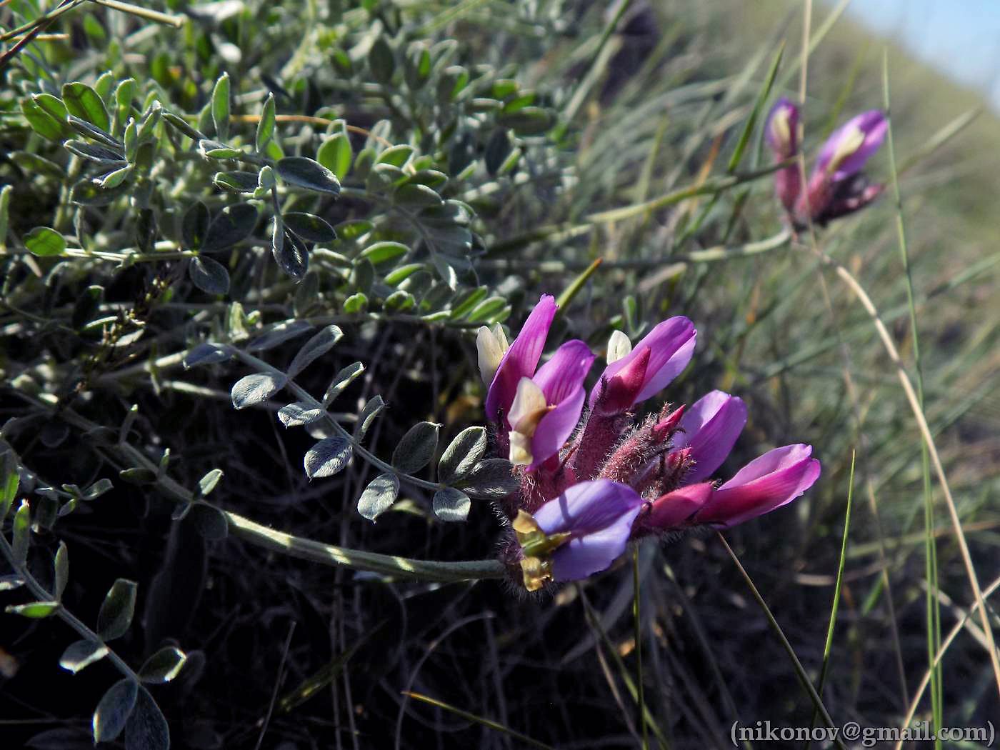 Изображение особи Astragalus vesicarius var. albidus.