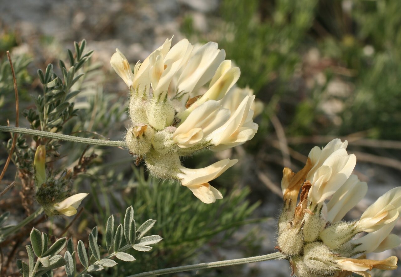 Image of Astragalus glaucus specimen.