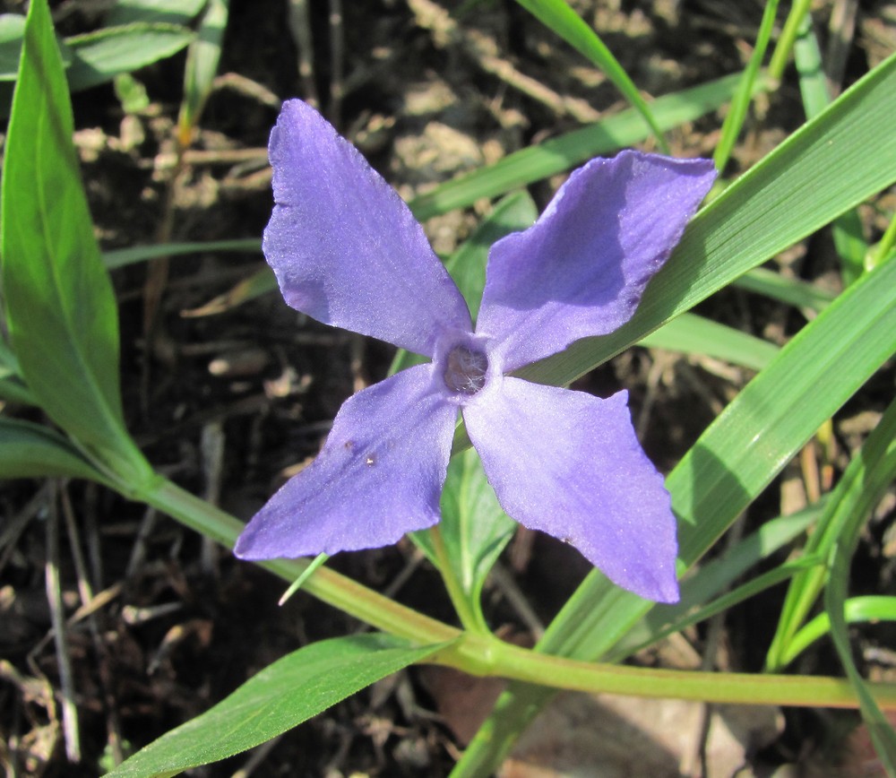 Изображение особи Vinca herbacea.