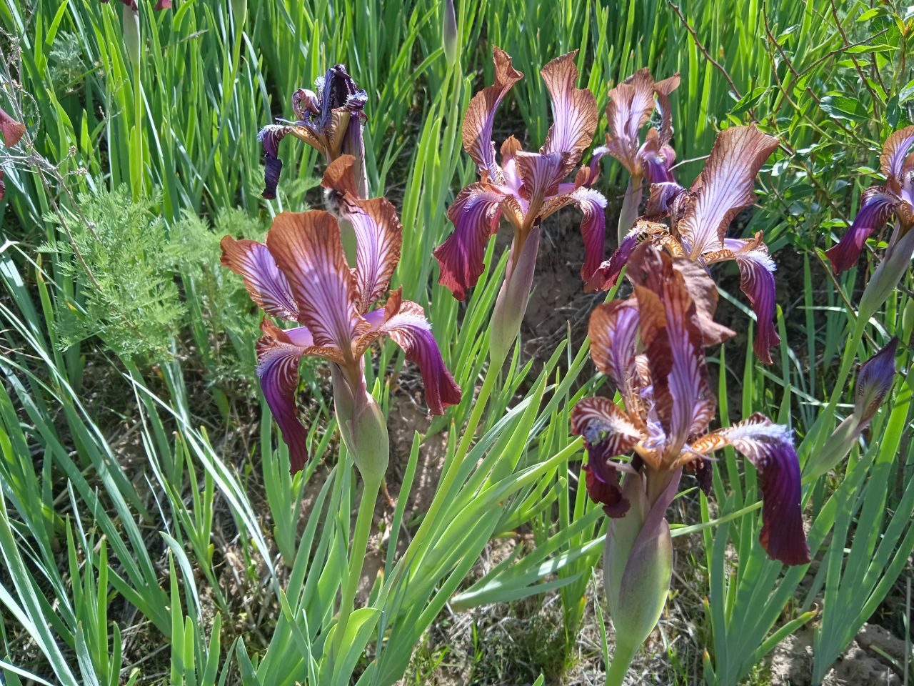 Image of Iris stolonifera specimen.