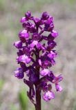 Anacamptis morio подвид caucasica. Соцветие. Крым, окр. с. Зеленогорье, ущ. р. Пананьян-Узень, пойма ручья, луг на берегу. 5 мая 2021 г.