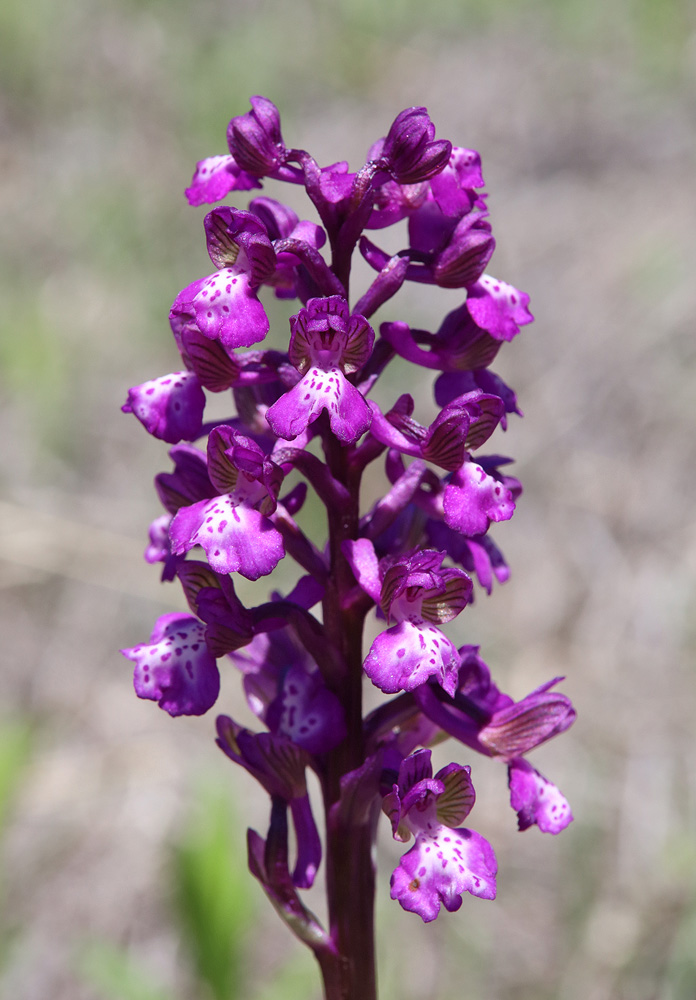 Изображение особи Anacamptis morio ssp. caucasica.