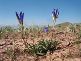 Gentiana olivieri