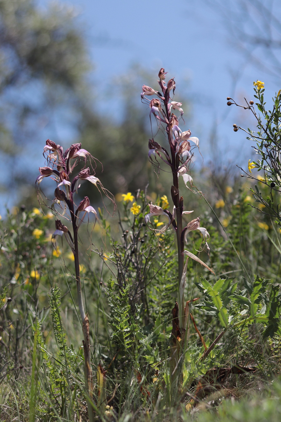 Image of Himantoglossum comperianum specimen.