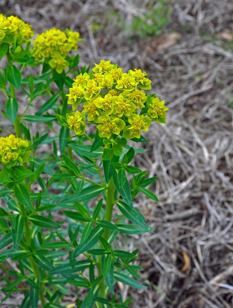 Изображение особи Euphorbia palustris.