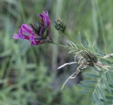 Astragalus cornutus. Верхушка цветущего и плодоносящего растения. Пермский край, Кунгурский р-н, ур. Подкаменная гора, крутой склон, разнотравный луг. 26.06.2021.