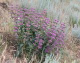 Phlomis pungens