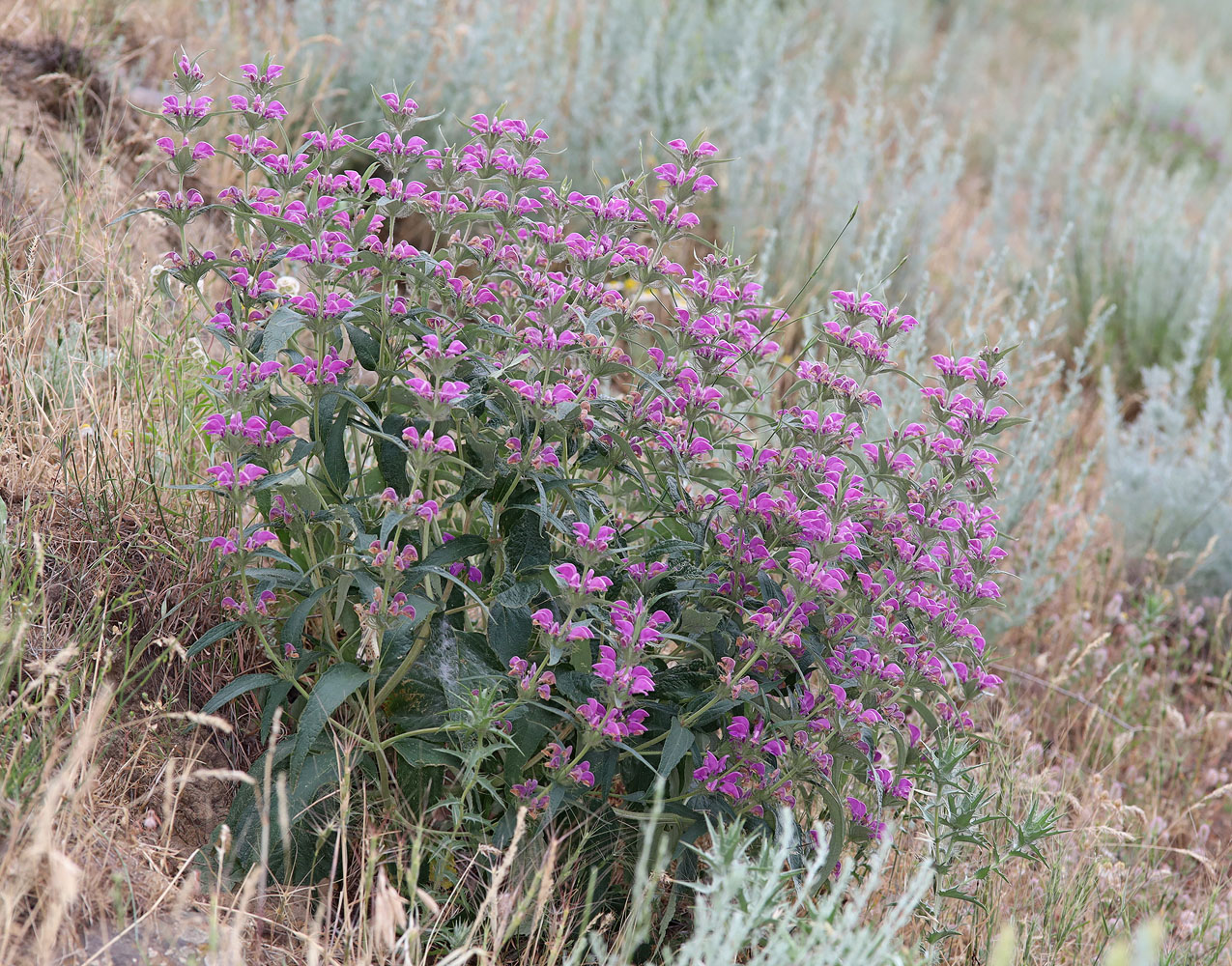 Image of Phlomis pungens specimen.