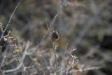 Atraphaxis angustifolia