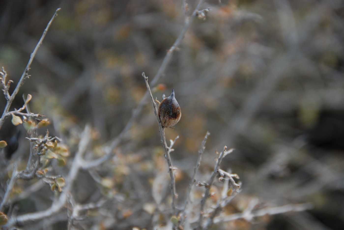 Image of Atraphaxis angustifolia specimen.