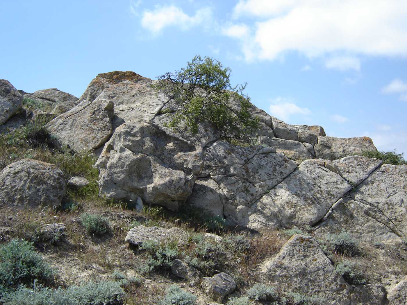 Image of Rhamnus erythroxyloides specimen.