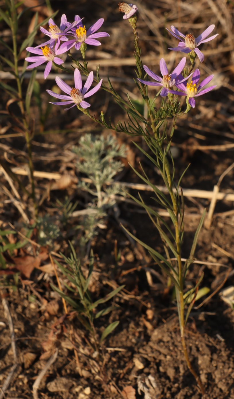 Image of Galatella angustissima specimen.