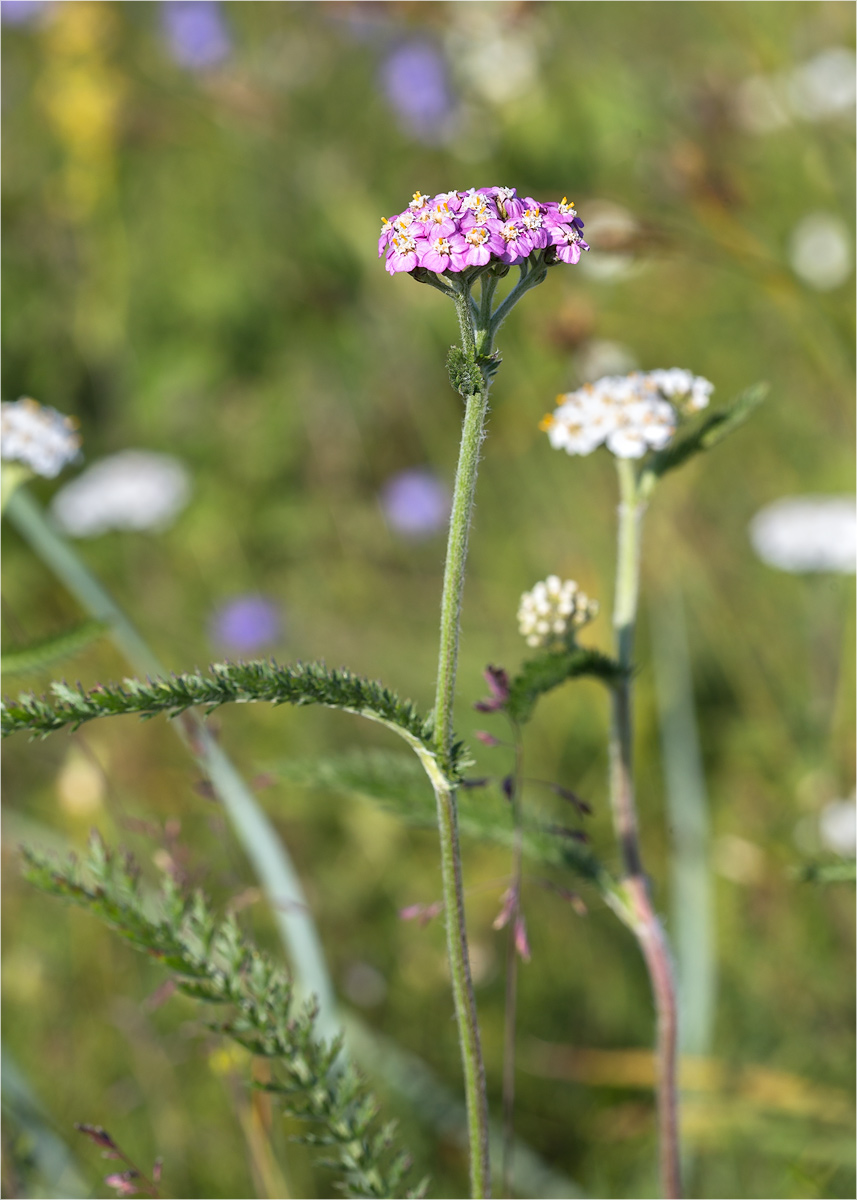 Изображение особи Achillea apiculata.