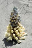 genus Cistanche. Цветущее растение. Узбекистан, Наманганская обл., Ферганская долина, Мингбулакские пески, склон бархана. 29.04.2021.