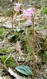 Calypso bulbosa