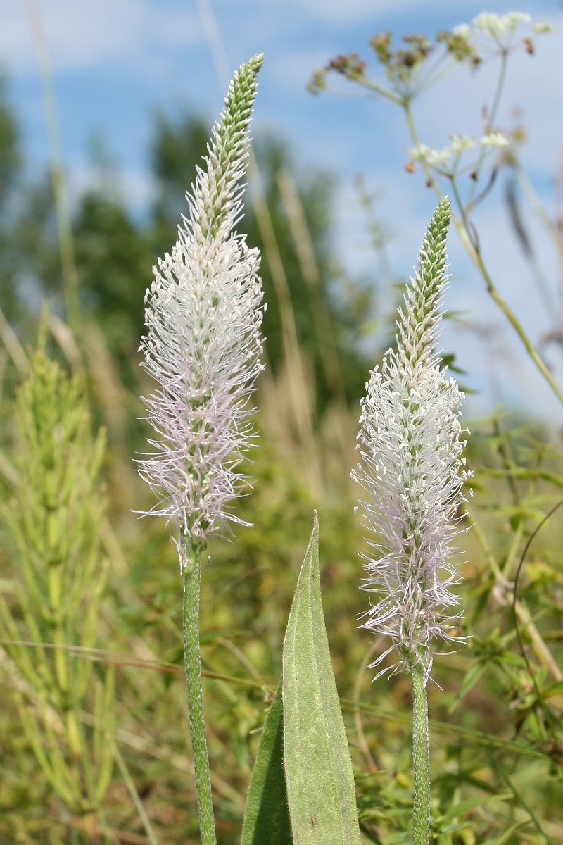 Image of Plantago urvillei specimen.