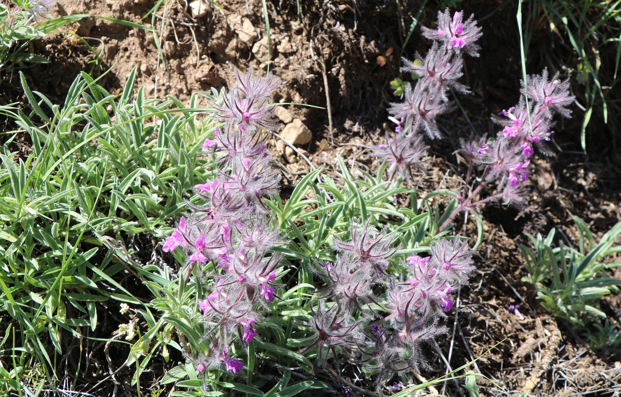 Image of Stachys lavandulifolia specimen.