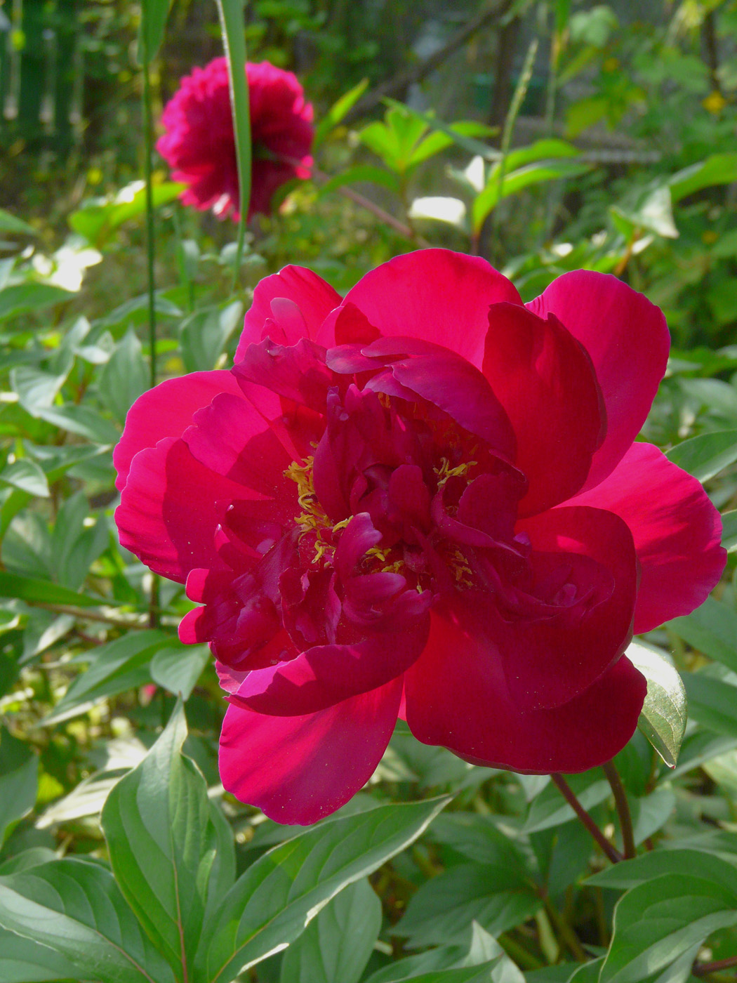 Image of Paeonia lactiflora specimen.