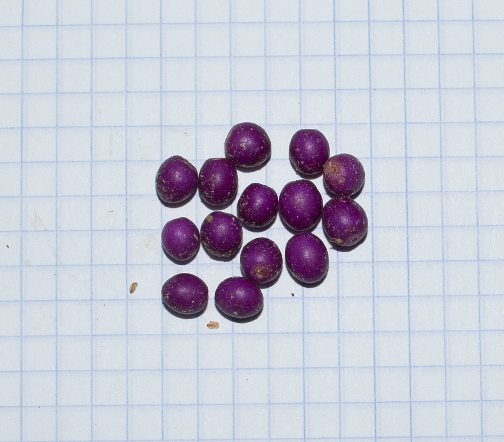 Изображение особи Callicarpa americana.