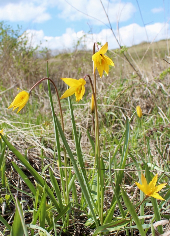 Изображение особи Tulipa biebersteiniana.