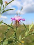 Centaurea trichocephala