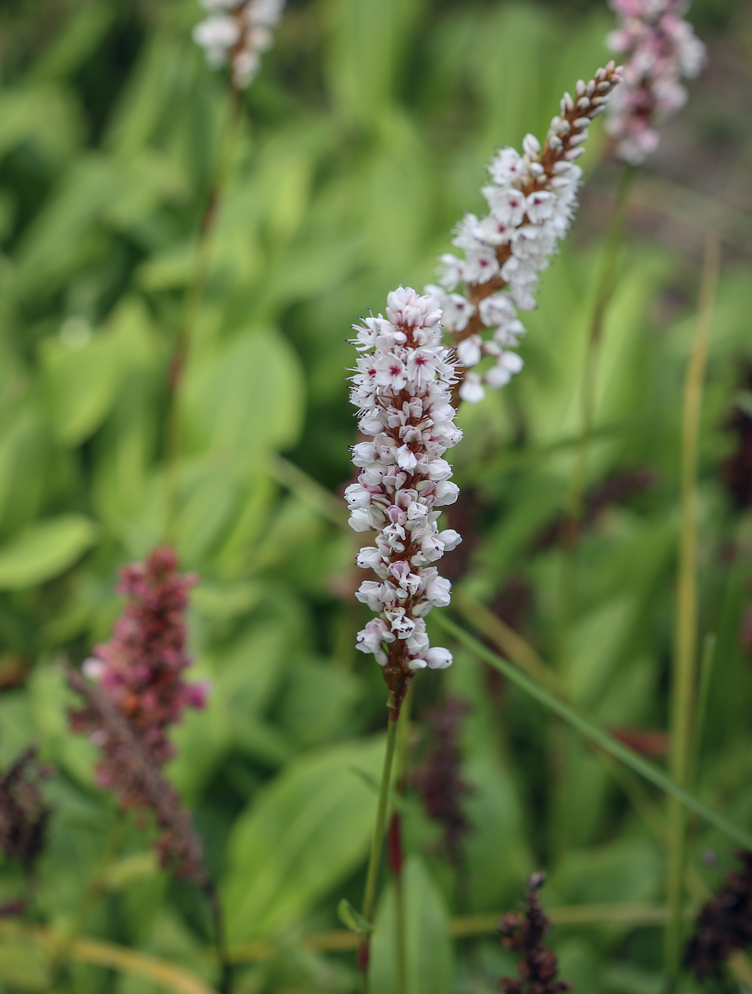 Изображение особи Bistorta officinalis.