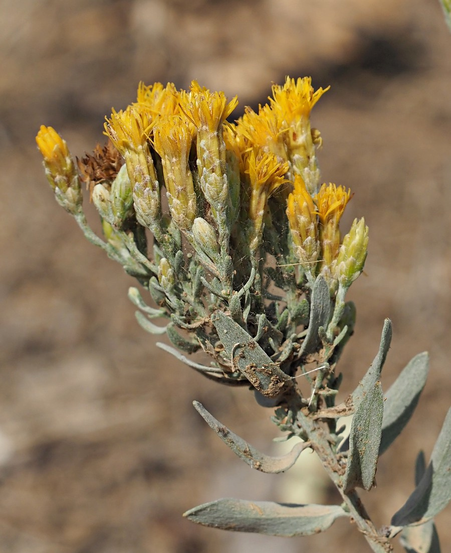 Image of Galatella villosa specimen.