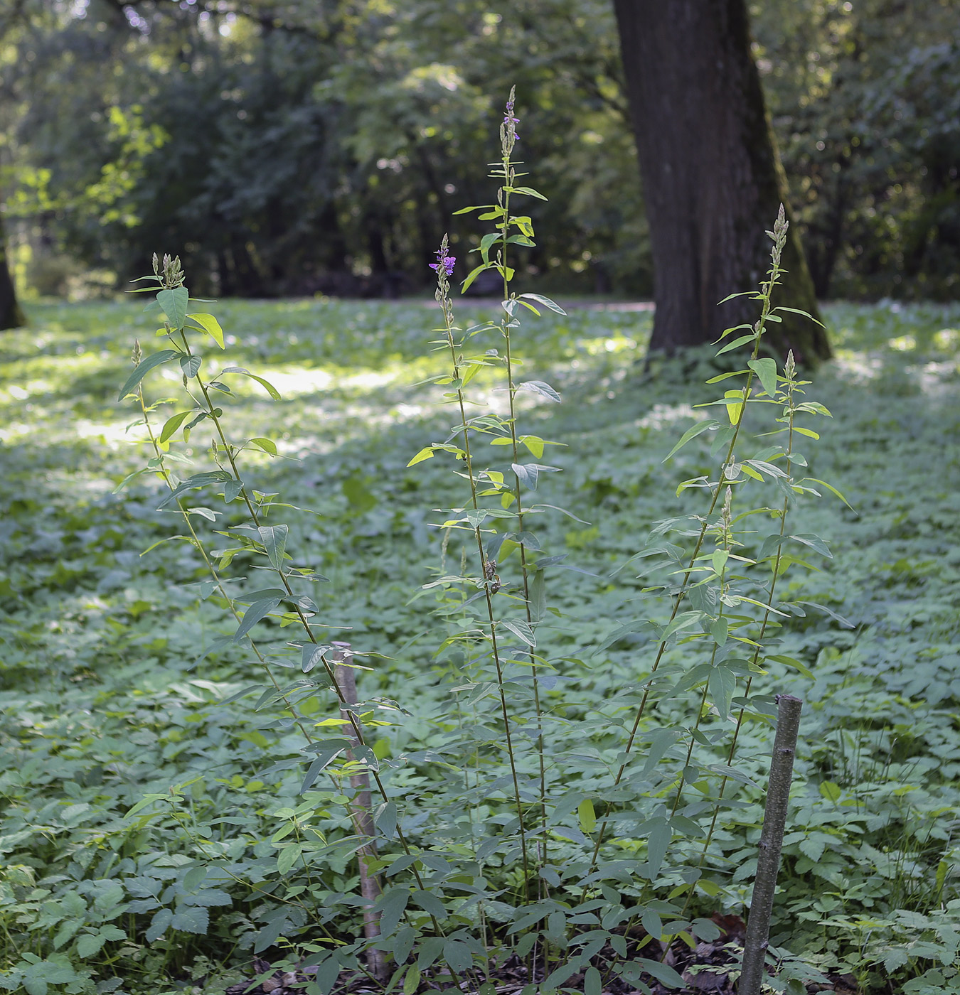 Image of Desmodium canadense specimen.