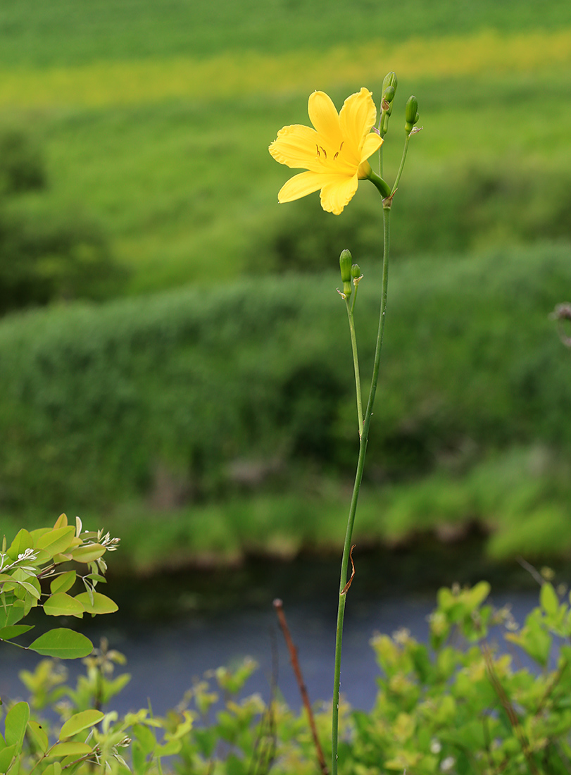 Изображение особи Hemerocallis coreana.