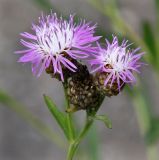 Centaurea jacea. Соцветия. Московская обл., Одинцовский р-н, окр. г. Кубинка, окр. водохранилища Трасна, обочина дорожки. 30.07.2021.