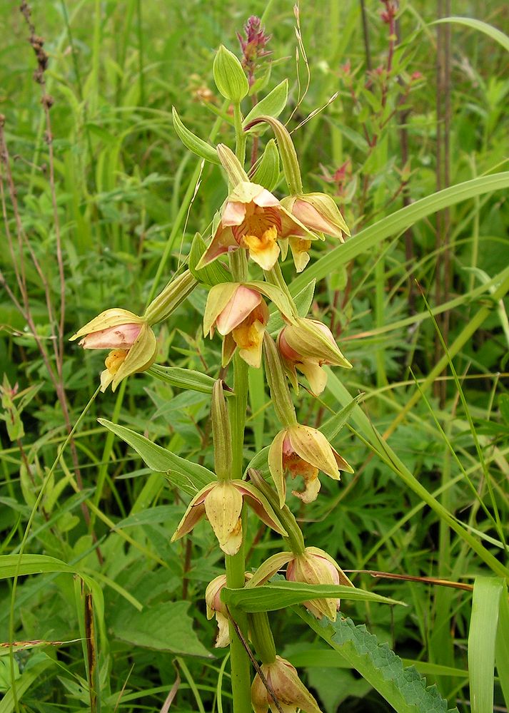 Image of Epipactis thunbergii specimen.