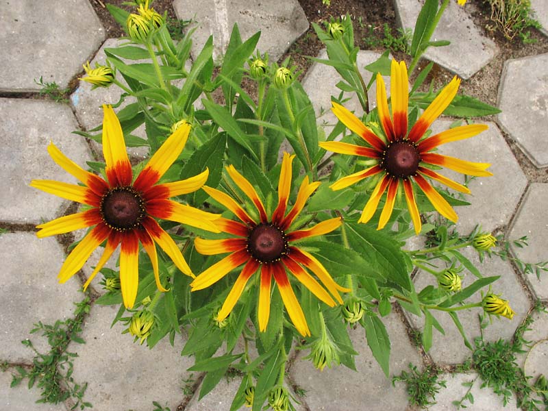 Image of Rudbeckia hirta specimen.