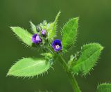 Asperugo procumbens. Верхушка цветущего растения. Приморский край, г. Владивосток, проспект 100 лет Владивостоку, в палисаднике возле дома №100. 14.05.2022.